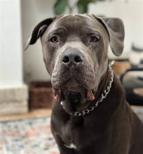 Cane corso mix pitbull - Last Updated on September 20, 2023. Quick Summary: The American Pit Corso is a rare breed of dog. They’re a mixture of American Pitbull Terrier and Cane Corso. They make …